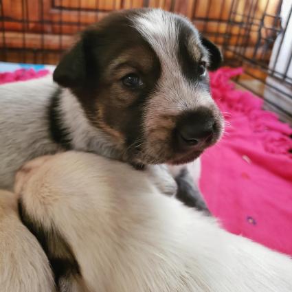 Close up with a new puppy - photo by Anastasia Gill