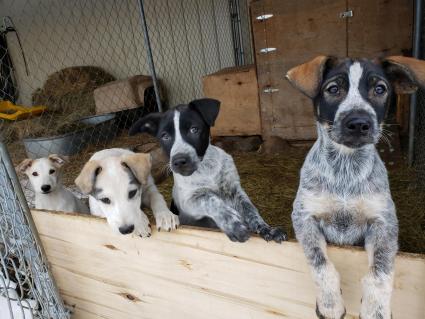 sled dog puppies - photo by Anastasia Gill