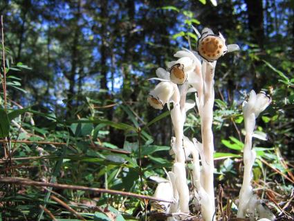 Indian Pipe. Photo by Sherlock Holmes via Flickr and Creative Commons (creativecommons.org/licenses/by-nc-nd/2.0)