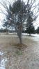 Many of the trees at the Grand Marais Recreation Park have been caged to prevent beaver damage