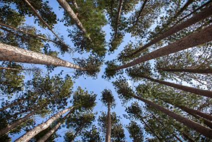 Red pine canopy - Photo by Brett Whaley, Flickr