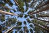 Red pine canopy - Photo by Brett Whaley, Flickr