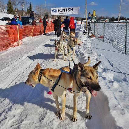 Dogs at Wolftrack race - photo by Anastasia Gill