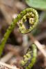 Spring Blooms by Stephan Hoglund