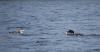 Loons on the Water by David Grinstead