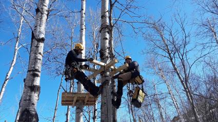 The adventurous workers constructing the North Shore Adventure Park working on high. Photo courtesy of Phil Huston