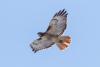 Red-tailed Hawk. Photo by Ron Knight via Flickr and Creative Commons.