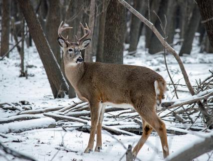 Deer in Minnesota. Photo courtesy of Christa R. via Flickr on Creative Commons