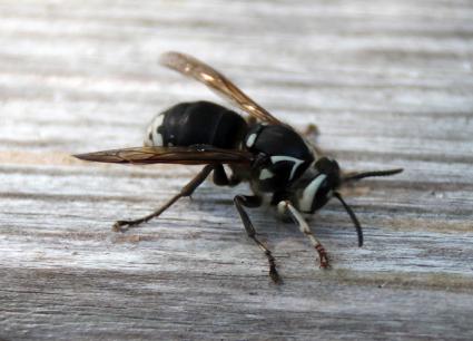 Bald-Faced Hornet by Tony Hisgett via Flickr and Creative Commons (creativecommons.org/licenses/by/2.0/)