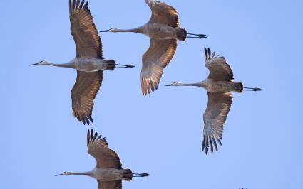 Sandhilll cranes.  Photo by Michael Janke via Flickr Creative Commons.