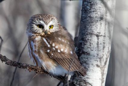 Northern Saw-whet Owl.  Photo by David A Mitchell via Flickr and Creative Commons (creativecommons.org/licenses/by/2.0/)