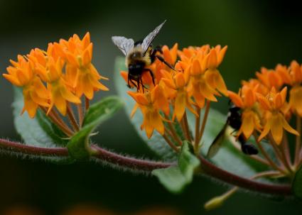  Photo by Jim Hudgins/USFWS.