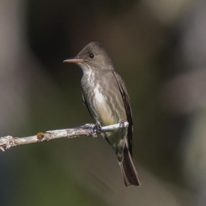 Olive-sided Flycatcher (Eric Gropp/Flickr)