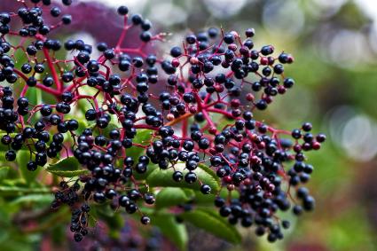 Elderberries. Photo by Mark Robinson via Flickr and Creative Commons (creativecommons.org/licenses/by-nc/2.0)