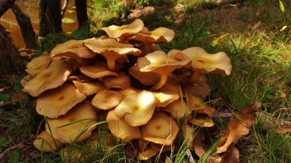 Ringless Honey Mushrooms. Photo by Matthew Beziat via Flickr and Creative Commons (creativecommons.org/licenses/by-nc/2.0/)