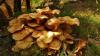 Ringless Honey Mushrooms. Photo by Matthew Beziat via Flickr and Creative Commons (creativecommons.org/licenses/by-nc/2.0/)