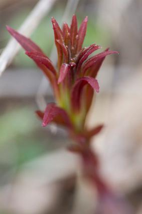 Spring Bloom by Stephan Hoglund 