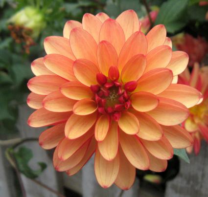 Photo by Pauline Rosenberg via Flickr and Creative Commons Photo by Pauline Rosenberg via Flickr and Creative Commons