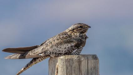 Common Nighthawk. Photo by Eric Ellingson via Flickr and Creative Commons (creativecommons.org/licenses/by-nc-nd/2.0/)