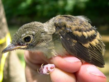 Fledgling bird - photo by Dan Shustack/OBCP via USFWS Midwest Region on Flickr