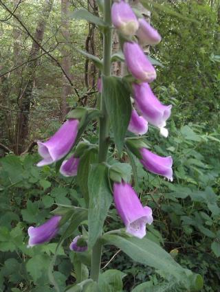 Foxglove.  Photo by oatsy40 via Flickr and Creative Commons (creativecommons.org/licenses/by/2.0/)