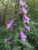 Foxglove.  Photo by oatsy40 via Flickr and Creative Commons (creativecommons.org/licenses/by/2.0/)