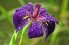 Iris by Peter Miller via Flickr and Creative Commons (https://creativecommons.org/licenses/by-nc-nd/2.0/)