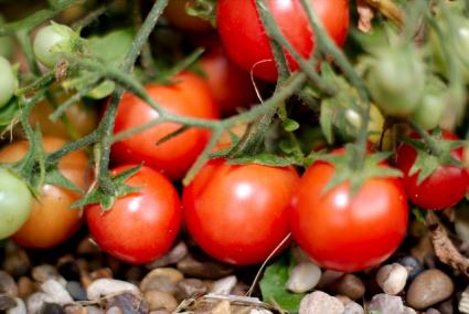 Tomatoes. Photo by Andy Rogers via Flickr and Creative Commons (creativecommons.org/licenses/by-sa/2.0/)
