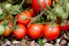 Tomatoes. Photo by Andy Rogers via Flickr and Creative Commons (creativecommons.org/licenses/by-sa/2.0/)