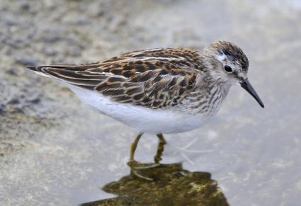 Least sandpiper.  Photo by Bill Thompson/USFWS via USFWS on Flickr.