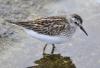 Least sandpiper.  Photo by Bill Thompson/USFWS via USFWS on Flickr.