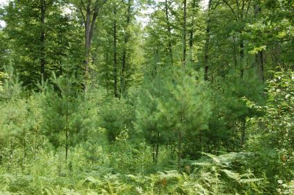 Pruned white pine saplings. Photo by Eli Sagor via Flickr and Creative Commons(https://creativecommons.org/licenses/by-nc/2.0/).