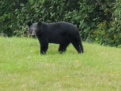 A black bear in a yard in Grand Marais, October 2020. Photo by Rhonda Silence