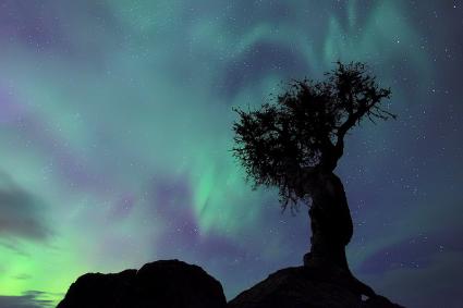 Spirit Tree -photo by Travis Novitsky