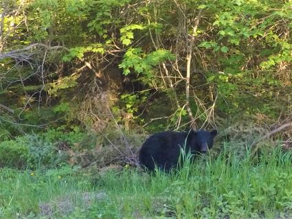 Black bear in Cook County. Photo by Kevin Kramer