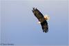 Autumn Eagle Riding the Thermal over Mt. Sophie by Travis Novitsky