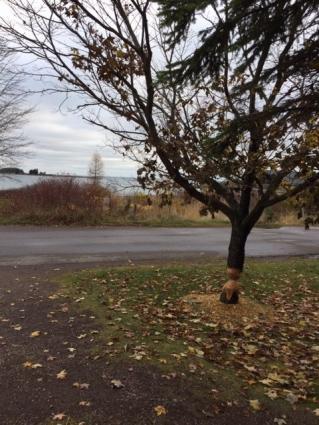 A tree that was soon to fall thanks to a Grand Marais beaver. Photo by Matthew Brown