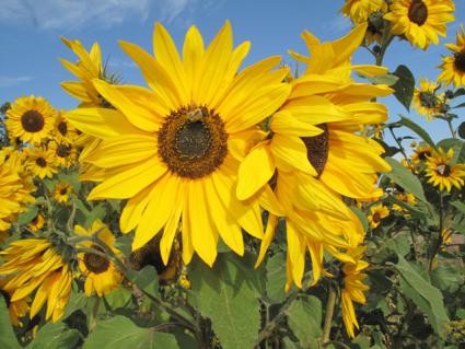 Bee and Sunflowers: photo by Carah Thomas