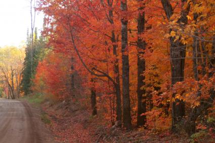 Maples on the Caribou Trail by Don Davison