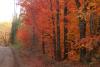 Maples on the Caribou Trail by Don Davison