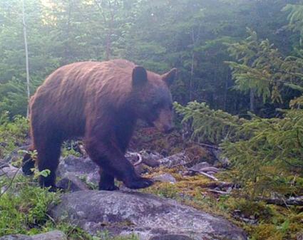 Cinnamon Bear Photo by Chikwauk via Facebook