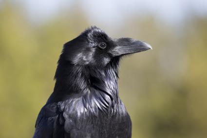 Common raven.  Photo by Neal Herbert via Yellowstone National Park on Flickr.