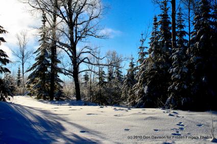 December Snow by Don Davison