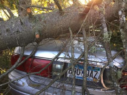 The Colvill area was hard hit by high winds on October 3. - Photo by Missy Smith