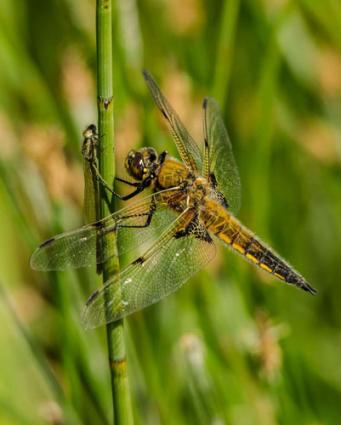 Dragonfly Michael Beattie on unsplash