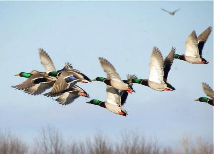 Ducks in flight. Photo by US Fish & Wildlife via Flickr in Creative Commons (creativecommons.org/licenses/by/2.0)