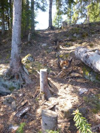 These trees were cut down illegally in Cook County in summer 2020. Submitted photo