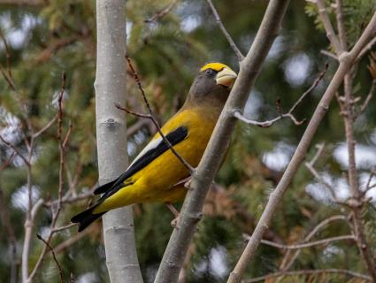 EveningGrosbeak_photo by Teresa Marrone.jpeg