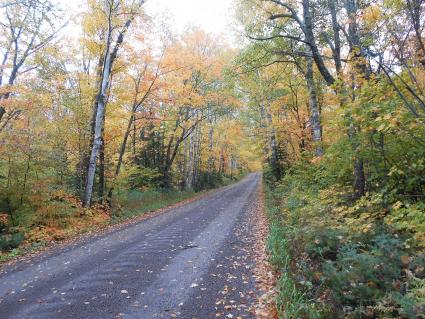 Forest Road 166 in the Tofte area is one of the North Shore's scenic roads. File photo Rhonda Silence