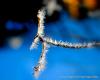 Frosted Twig by Don Davison